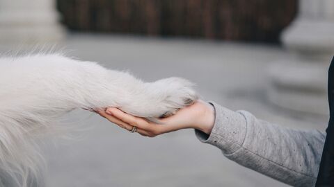 Eine Hundepfote liegt in der Hand eines Menschen